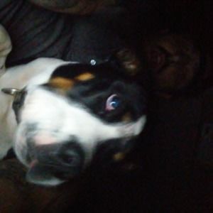 Meet your Posher, Tommy